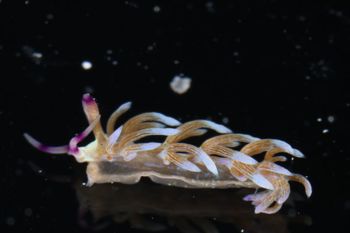 Media type: image;   Malacology 393738 Description: live specimen;